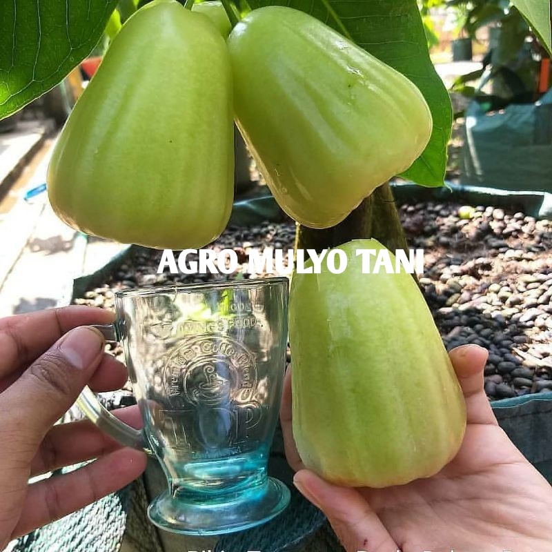 bibit jambu madu deli hijau