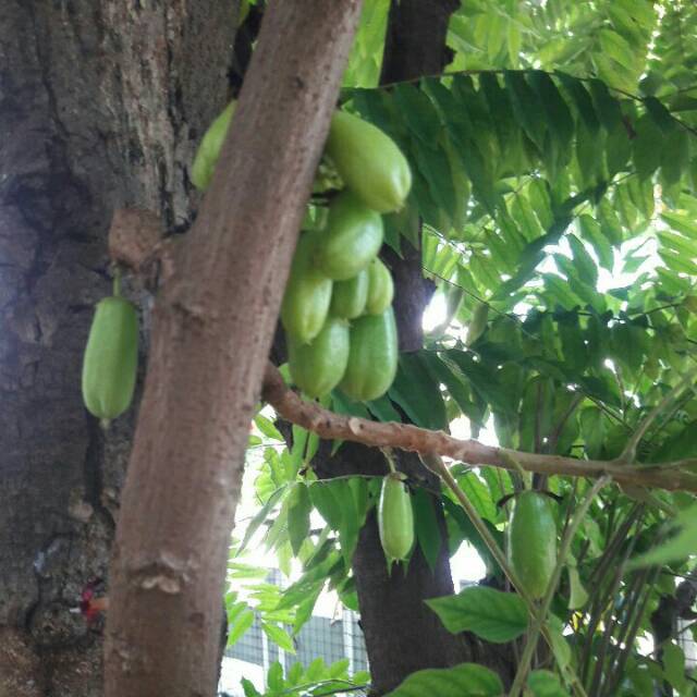 

Belimbing wuluh ready stock