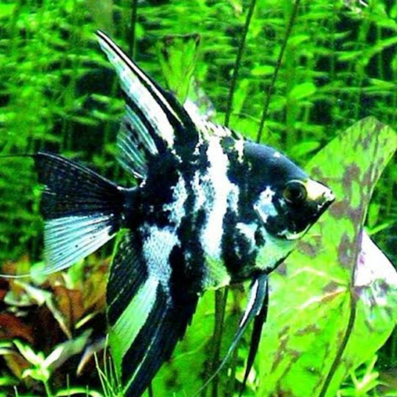 

Ikan Manfhis Tricolor