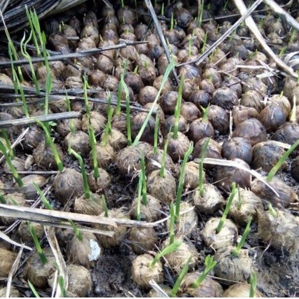 Bibit pohon pinang Batara/ unggul sudah berdaun 30cm dijamin hidup paket hemat 100 pcs