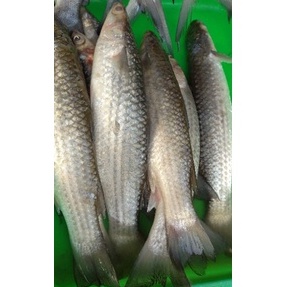 

Ikan Belanak Segar 1kg