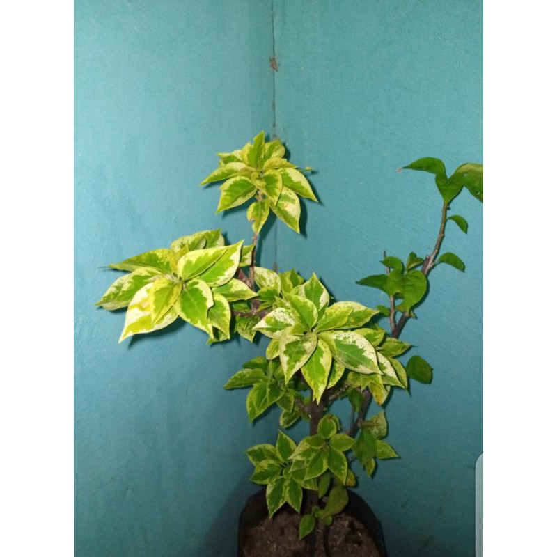 Bougenville singapore