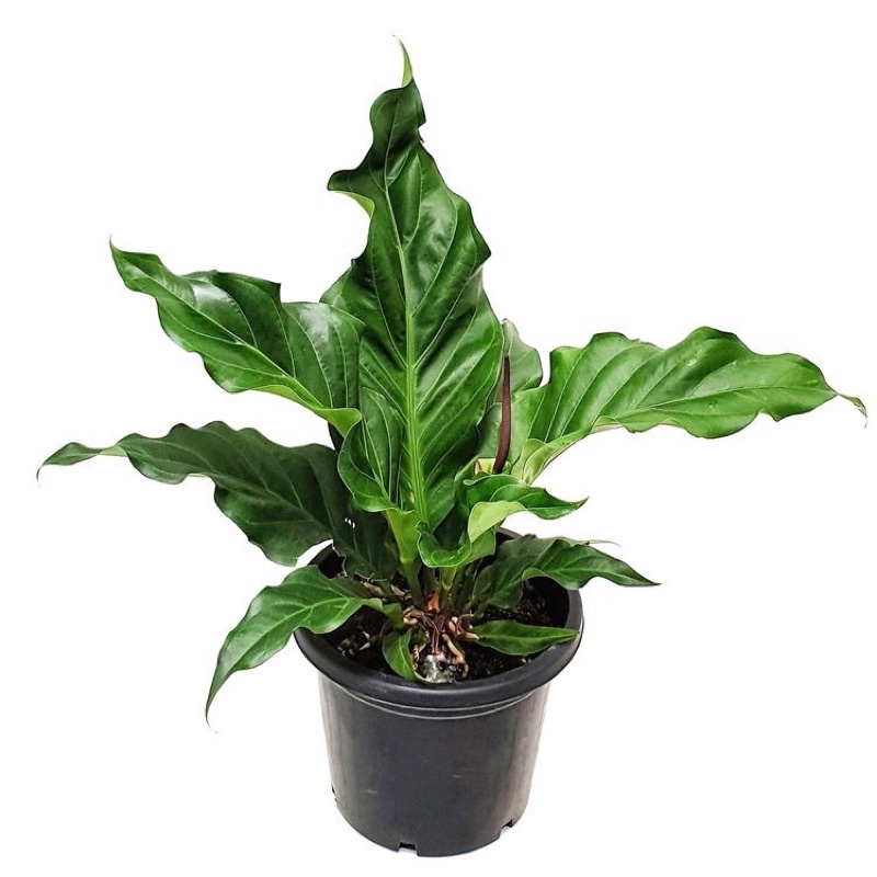 anthurium gelombang cinta / tanaman anthurium gelombang cinta / Bunga anthurim Hidup / Tanaman hias 