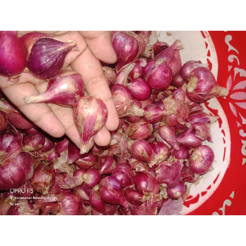 

Bawang Brebesssss