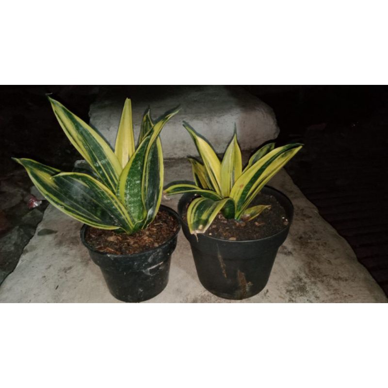 induk sensivera gold flame