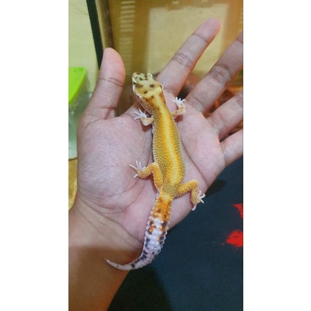 Leopard Gecko Bell Bold Stripe Mainan