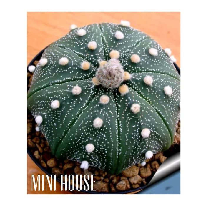 biji benih bibit kaktus import