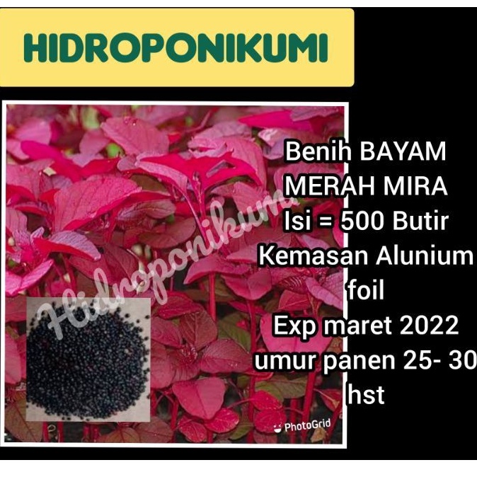 Benih Bayam Merah mira