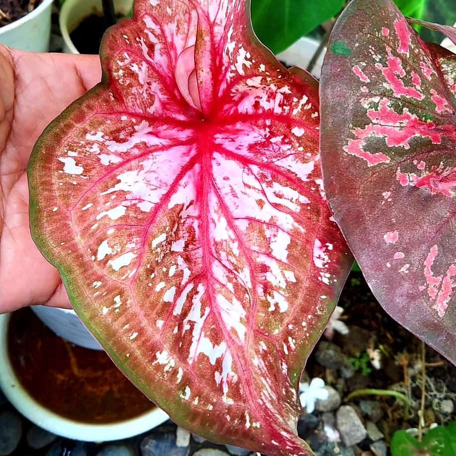 Caladium Kurusetra  / keladi hias / bunga keladi / tanaman keladi hidup / caladium wayang /tanaman hias keladi / tanaman keladi / tanaman hias keladi murah / bibit keladi hias / keladi hias thailand / caladium thailand / keladi merah /bunga keladi plast