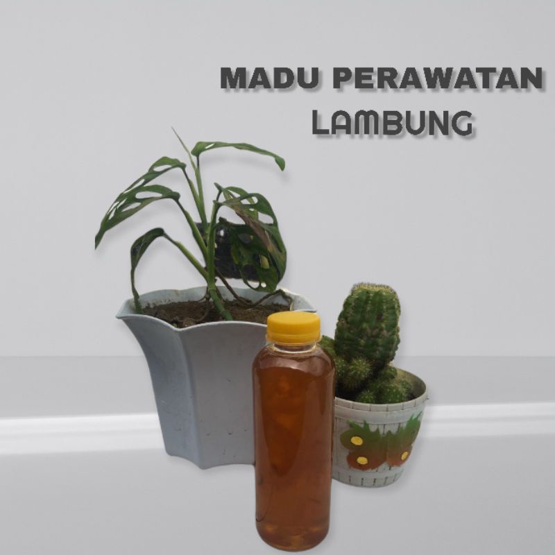 

Madu Sakit Lambung Fermentasi Lidah Buaya