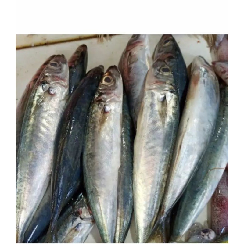 

IKAN KEMBUNG LAYANG FRESH / 500GRM