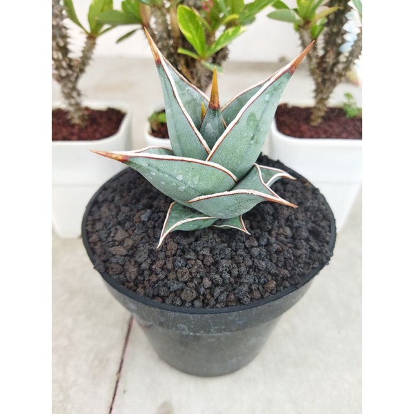 Sansiviera pinguicula