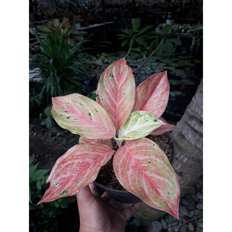 Aglonema Bidadari