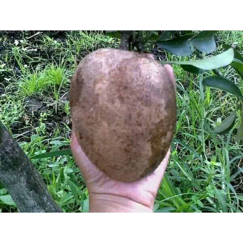 bibit sawo jumbo cikumega 19 (cm19)