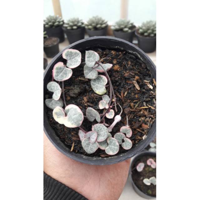 String Of Heart Variegata
