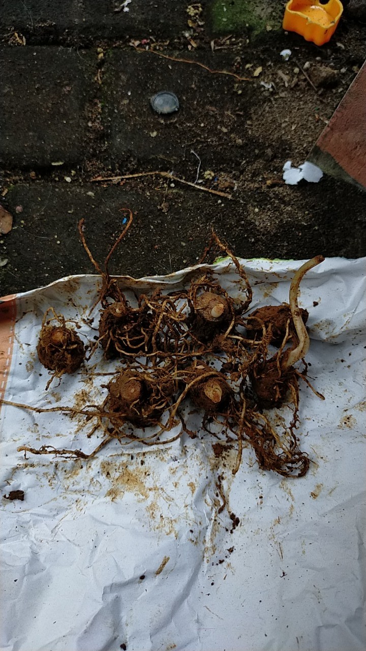 Bibit Bongol Umbi Keladi Putih Per 1 Pcs