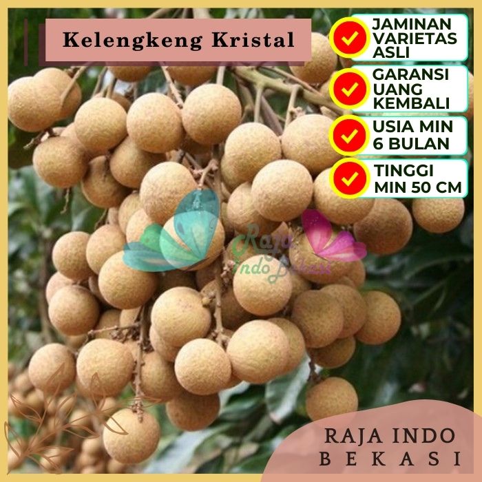 Bibit Tanaman Buah KELENGKENG KRISTAL Premium