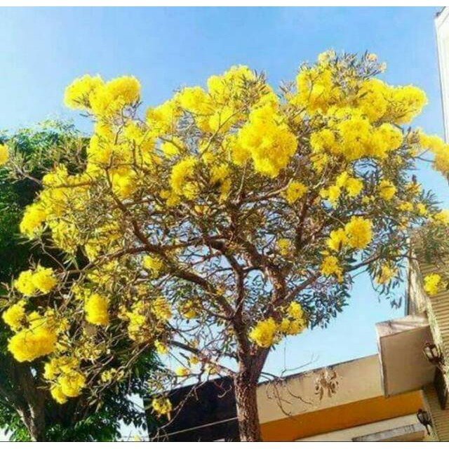Bibit tanaman tabebuya bunga kuning tinggi 30 cm
