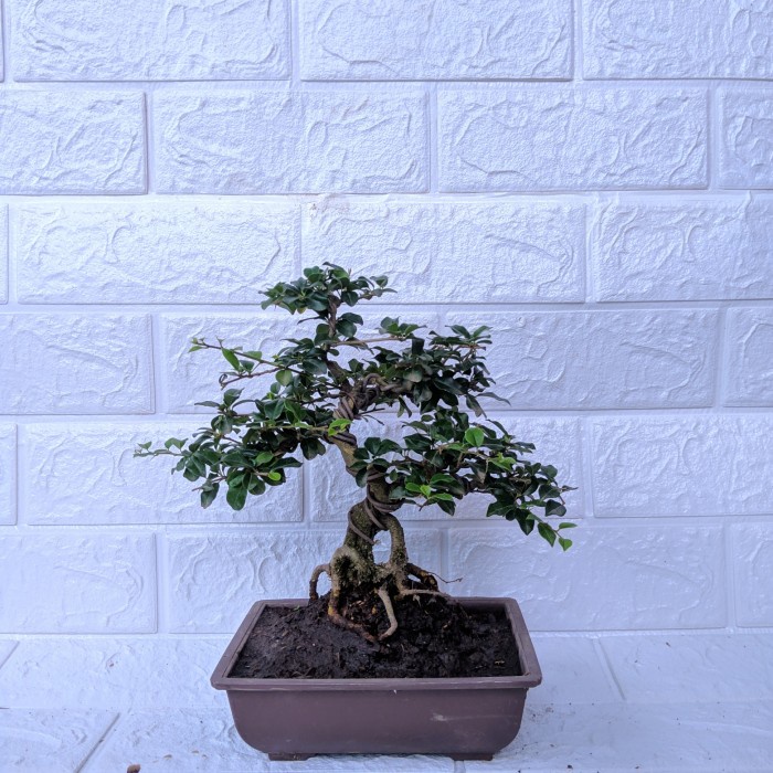 bonsai sisir kaliage Mikro Tanaman