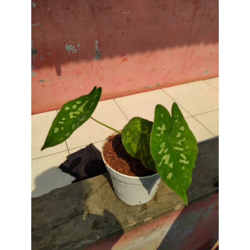 tanaman hias kedari army/keladi loreng