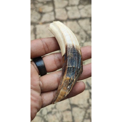 

100% TARING BABI ASLI_CALING BABI BAHAN TEBAL _CALING BABI ASLI GARANSI KEASLIANNYA SEUMUR HIDUP