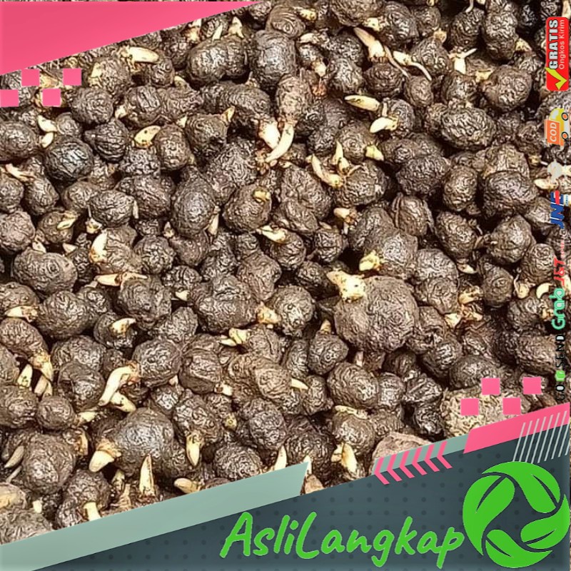 paket Bibit Katak Porang  1 KG isi 200-600 biji