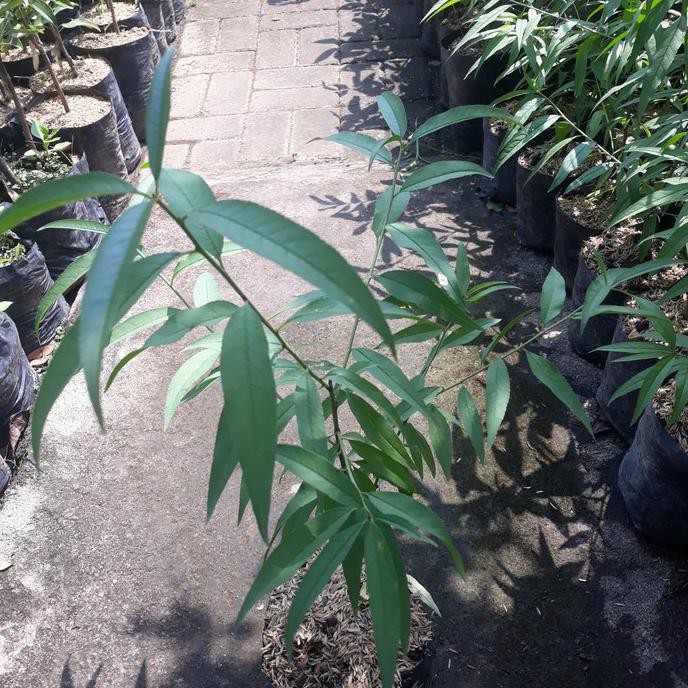 Bibit Buah Persik Peach