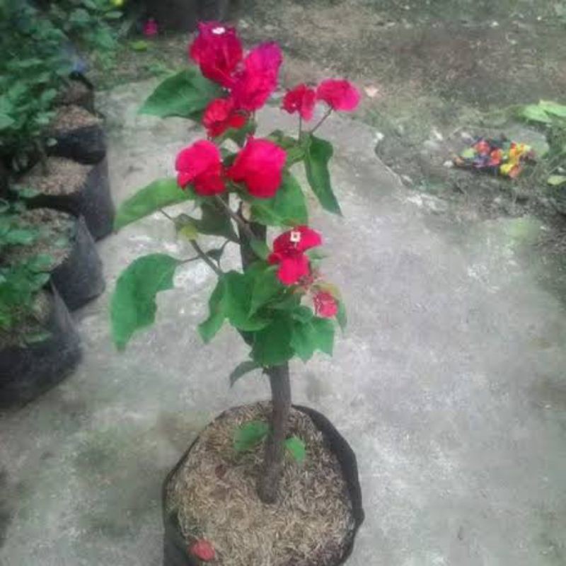 Bibit bogenvile black maria