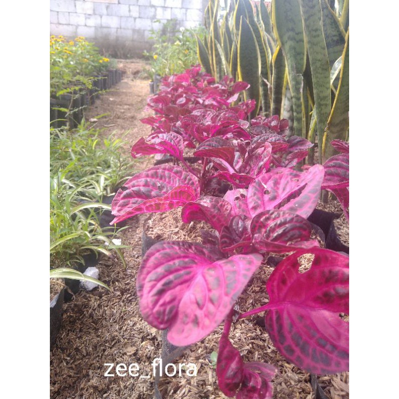 miyana mangkok merah / miyana ingler merah / miyana merah mangkok