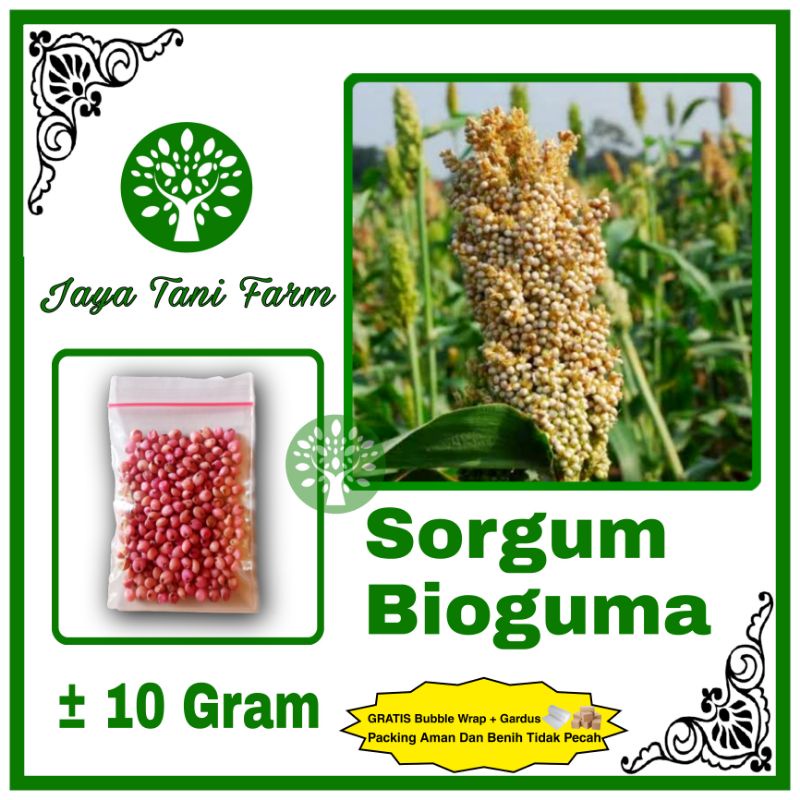 10 Gram Benih Sorgum Bioguma Super / Benih Sorgum /, Bibit Sorgum Bioguma / benih Sayuran / Bibit Sa