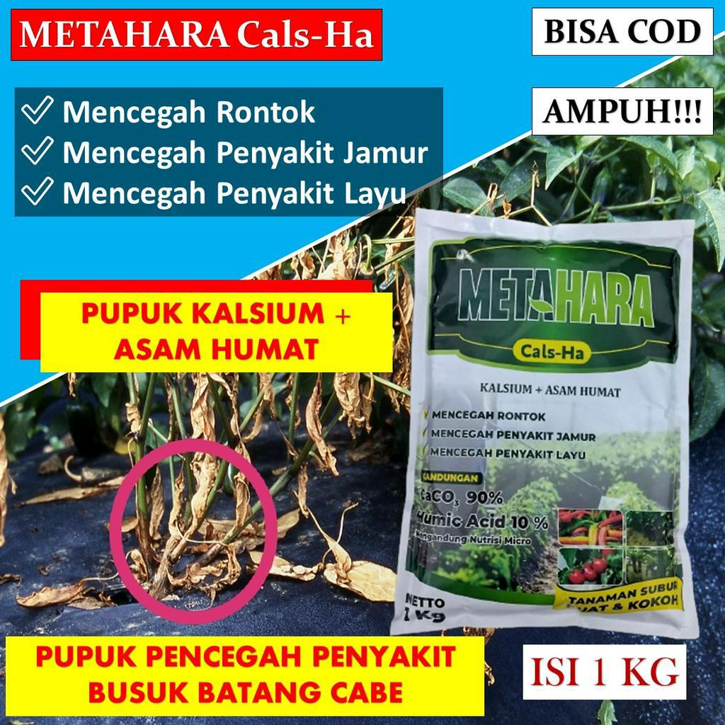 pupuk kalsium cabe metahara 1 kg mengatasi busuk batang pada tanaman cabai/cabe obat layu pusarium p