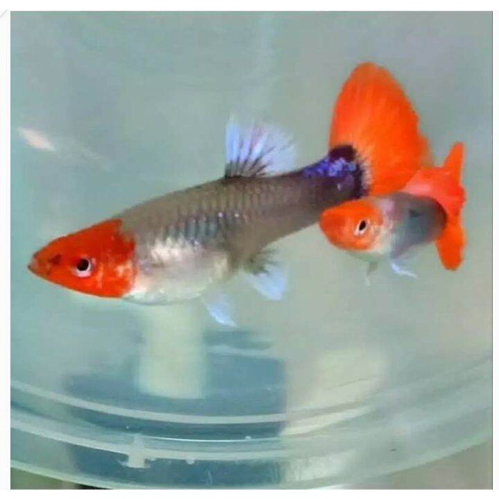 

ikan guppy tuxedo sepasang sepasang hiasan aquarium
