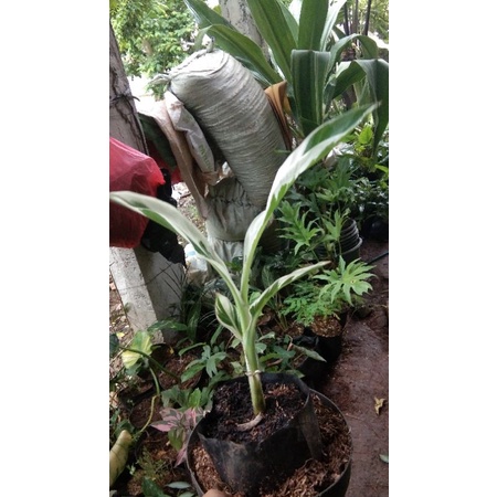 Tanaman hias pisang varigata musae florida