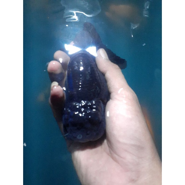 black ranchu @wansgoldfish