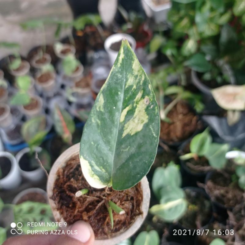 epiprenum f1/ epip kujang var mewah