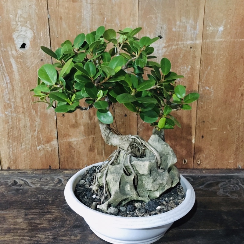 Bahan Bonsai Beringin Dolar