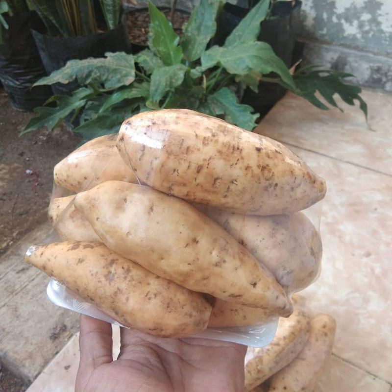 

Ubi Cilembu (Mentah)