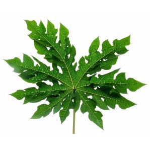 

Daun Pepaya /ikat