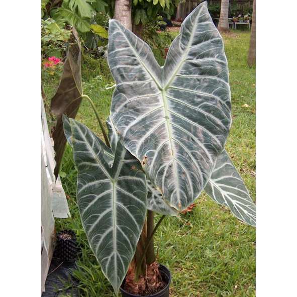 Keladi Kuping Jerapah Alocasia Lowii Shopee Indonesia