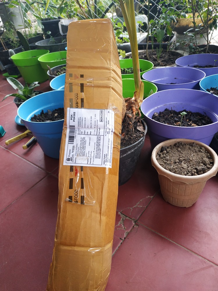 Bibit Tanaman Buah Tin Green Jordan Bibit Super Bibit Unggul