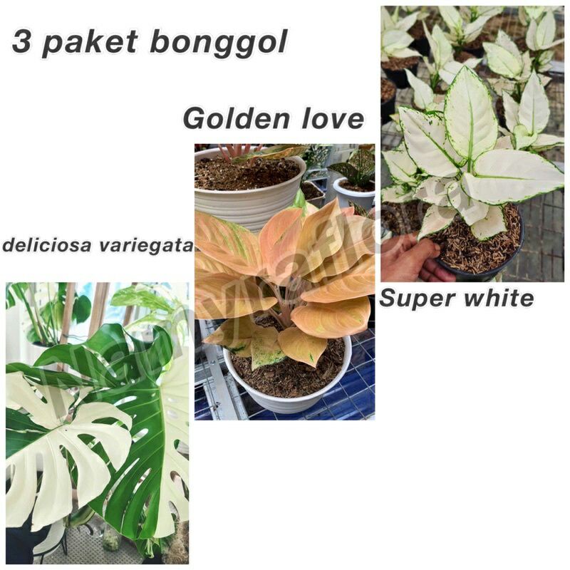 Paket 3 bibit bonggol Aglonema Cantik bertunas kualitas