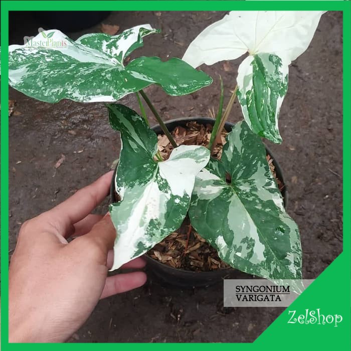 Syngonium Varigata Albo / Singonium Varigata Albo