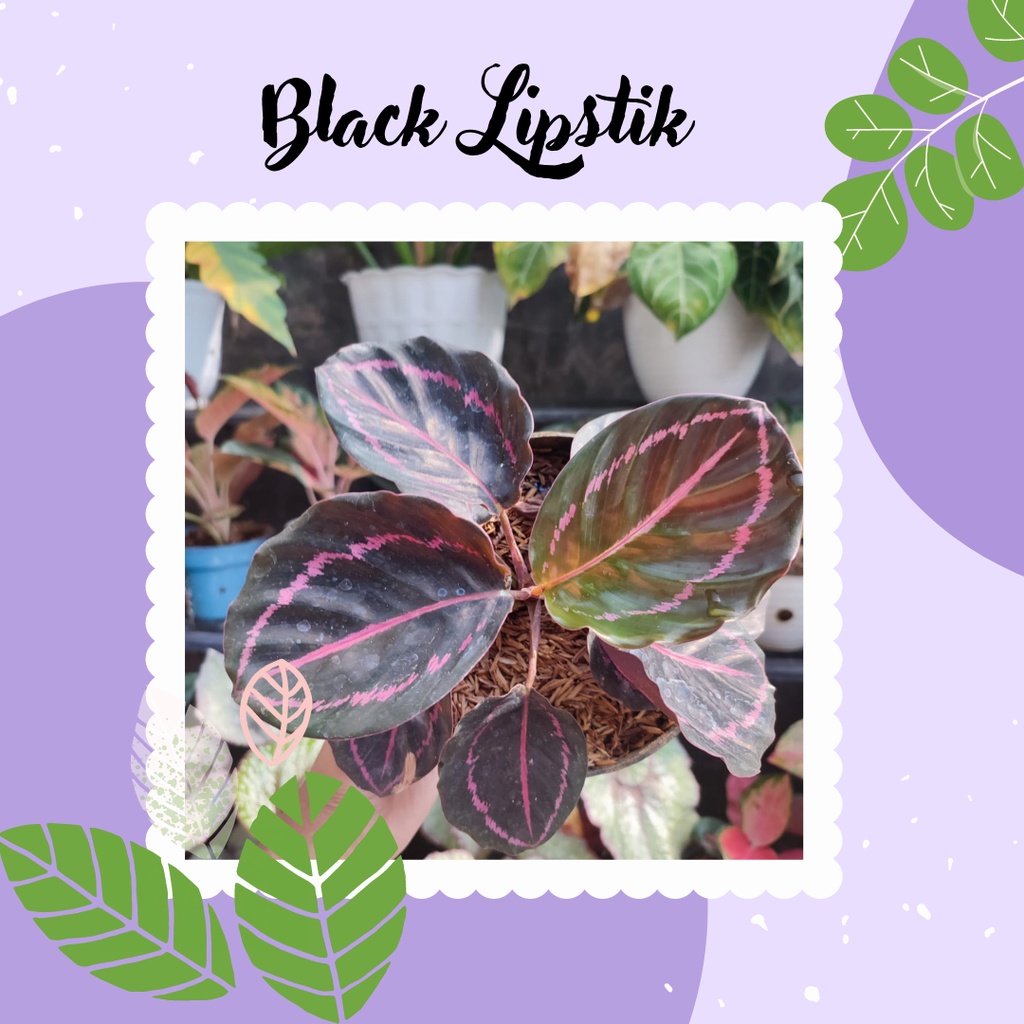 Tanaman Calathea Hias Black Lipstik Calathea Black Lipstik