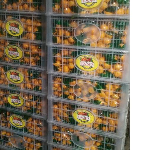 

Grosir MURAH 1 Keranjang Jeruk Santang Madu MANIS Buah Shantang Fresh GGD,,