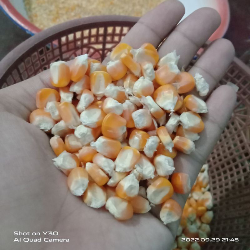 

Jagung super kualitas terbaik....kemasan 500gram