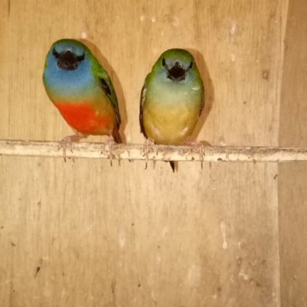 burung glatik binglis finch sepasang