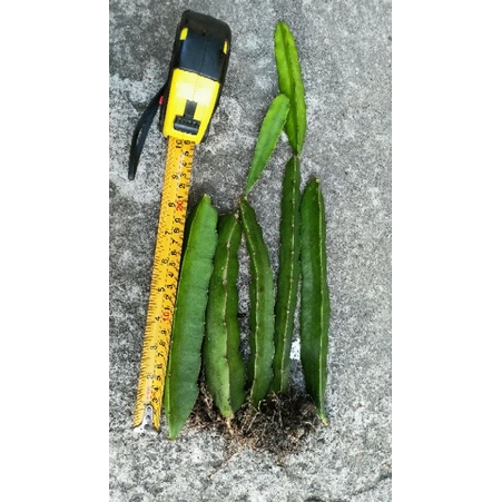 bibit buah naga kuning buat sambung(grafting)/ golden yellow isis murah