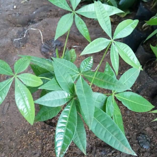 Tanaman hias pachira bonsai -there money -tanaman pachira