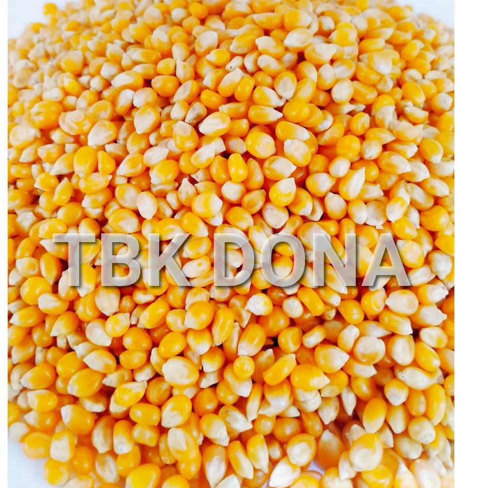 

K6YN09 Jagung PopCorn 1 kg 45 ➙ Ready ～