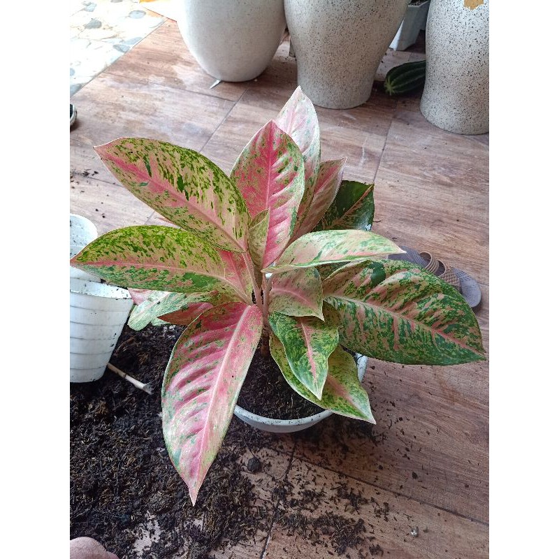 Aglonema Big Roy rimbun